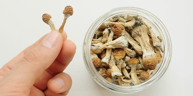 Storing magic mushrooms properly: Essential