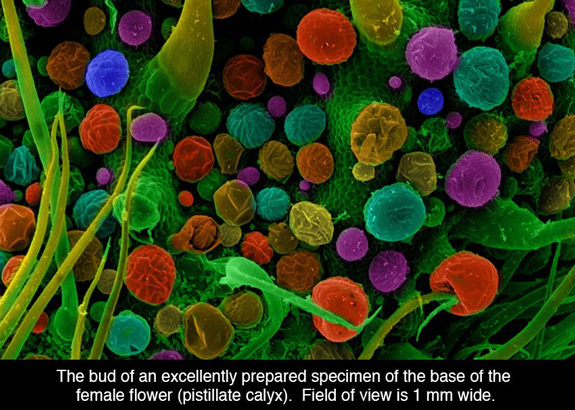 What Cannabis Looks Like Under The Microscope Zamnesia Blog