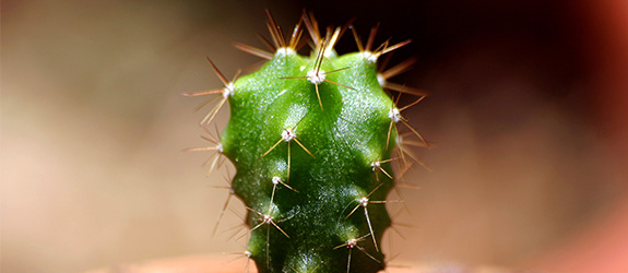 Psychedelic Cacti A Guide To San Pedro Zamnesia Blog