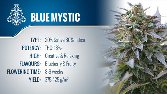 Strain Review: Blue Mystic From Royal Queen Seeds - Zamnesia Blog