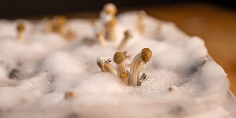 How To Grow Panaeolus Cyanescens