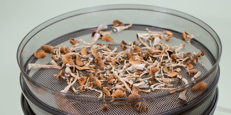 How To Dry Mushrooms (In Oven or Dehydrator) - Alphafoodie
