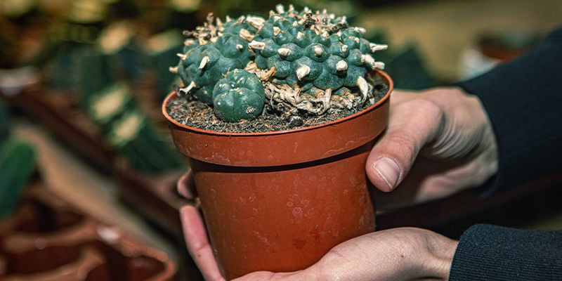 The Ultimate Mescaline Cactus Guide - Zamnesia
