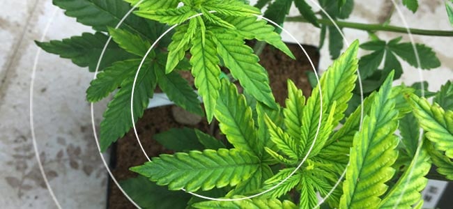 How To Identify And Treat Sick Cannabis Plants
