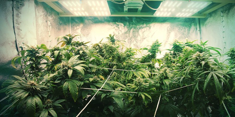 Cropping Cannabis ScrOG Style - How to grow weed