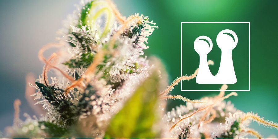 4 Ways To Measure Weed Without Scales - Zamnesia Blog
