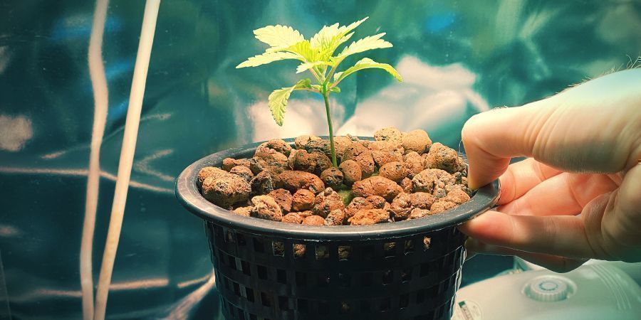 Hydro Setup Types For Growing Cannabis - How to grow weed