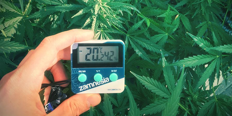 Ideal temperature for growing weed