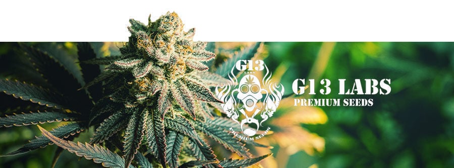 Buy G13 Labs Northern Lights X Skunk Feminized Seeds by G13 Labs