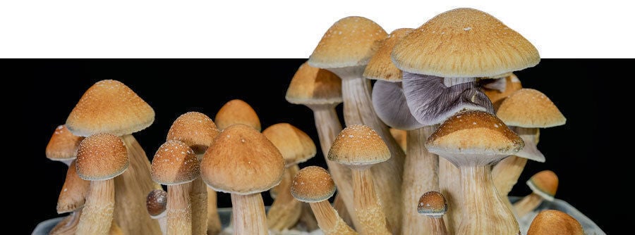 Baby Mushroom Kit de marco de fotos de arcilla para manos y huellas,  captura momentos de hitos con arcilla segura, juego de plantillas y marco  de