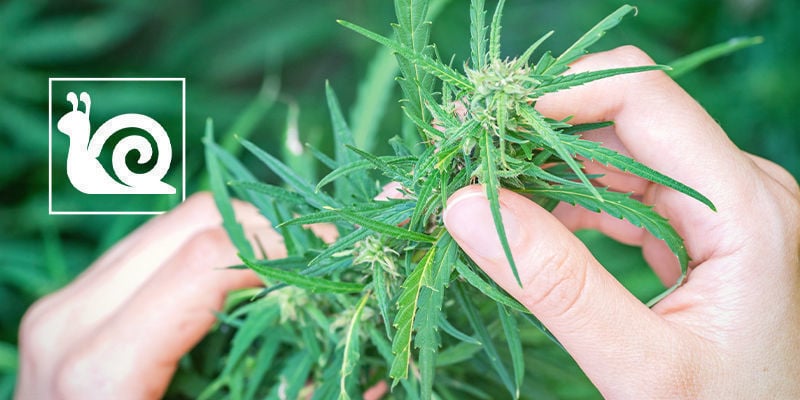 Slow Growth: Causes And To Fix - How to grow weed