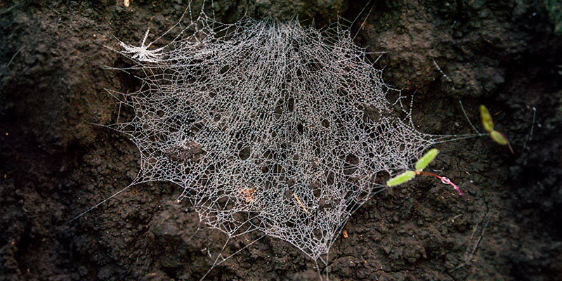 Do Spider Mites Live In Soil?