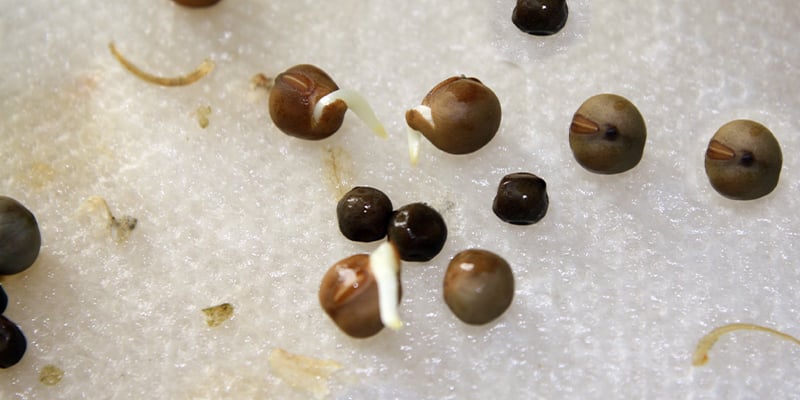 4. Germinating cannabis seeds on paper towels