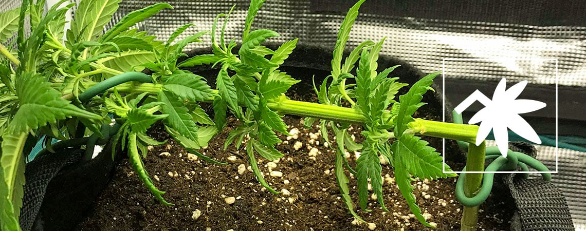 Super Cropping Cannabis: Everything You Need to Know