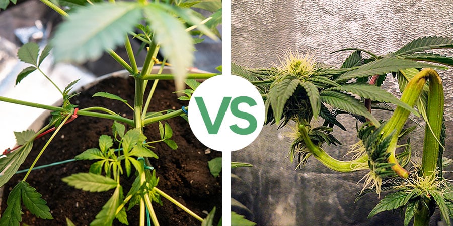 What Is The Difference Between Lst And Super Cropping?