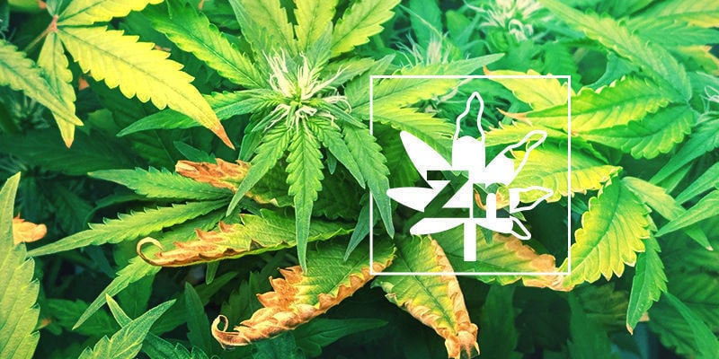 https://www.zamnesia.com/img/cms/Grow-Guide/CMS839_GG510_zinc_deficiency/Zinc-Deficiency-In-Cannabis-Plants-HEADER-CMS.jpg