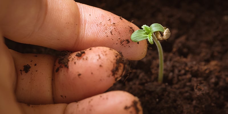 Time to transplant your seedlings