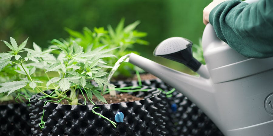 https://www.zamnesia.com/img/cms/Grow-Guide/CMS98-GG301-How-To-Watering/new/How-Often-To-Water-Cannabis-Plants.jpg
