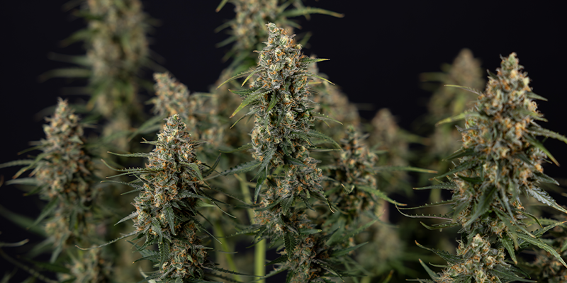 Sticky Beast Automatic (Zamnesia Seeds) feminized