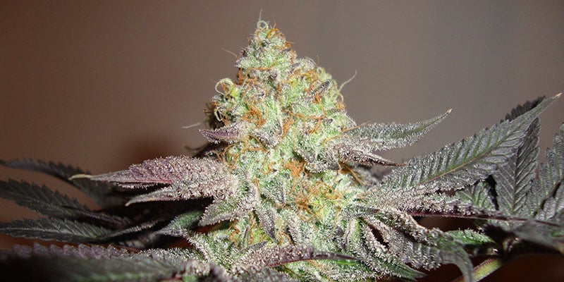 Girl Scout Cookies Zamnesia Seeds