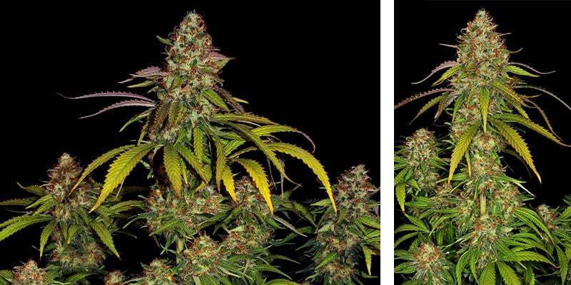 Lemon Power Haze - Zamnesia Seeds