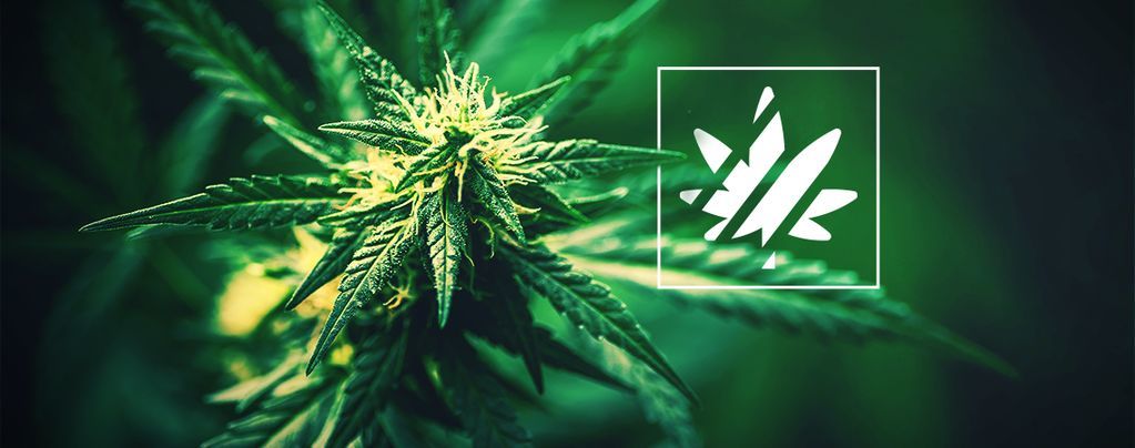 cannabis ruderalis hybrid plant