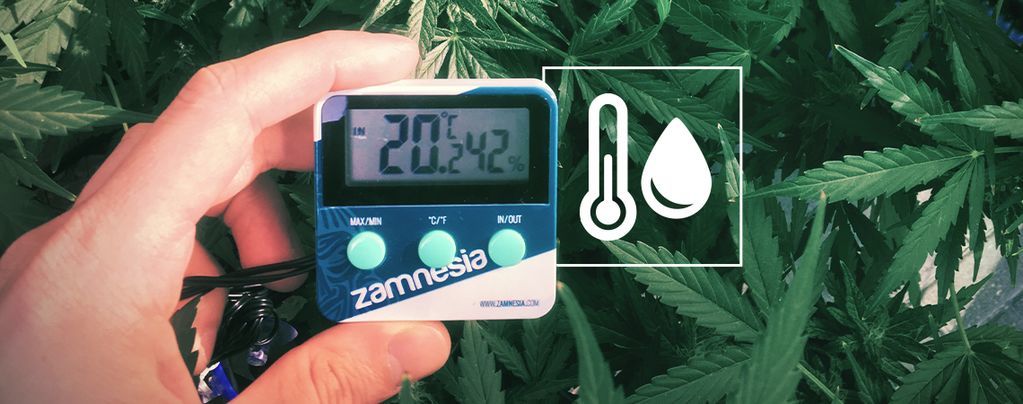 4 Ways To Measure Weed Without Scales - Zamnesia UK