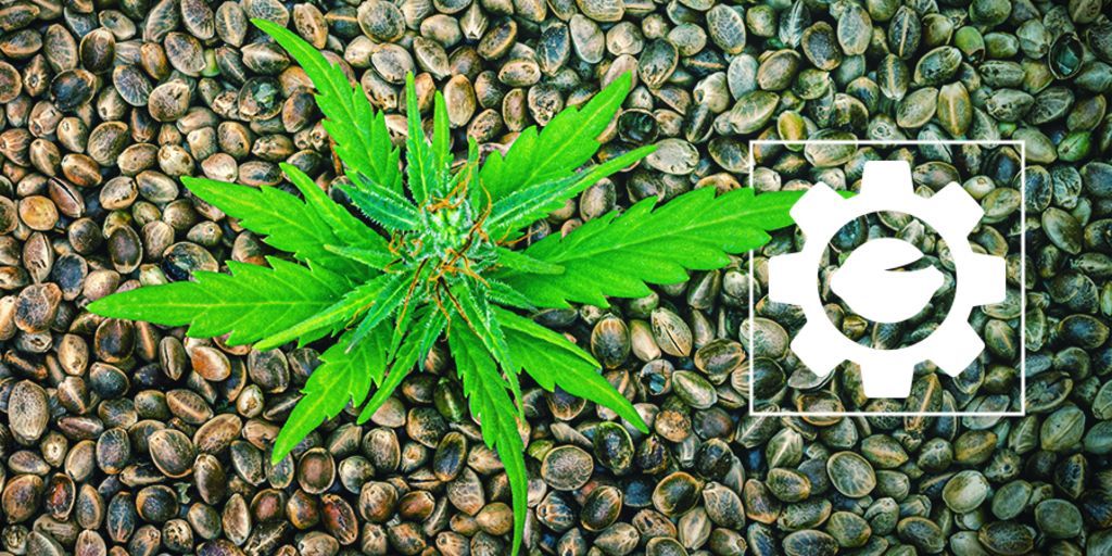 What Are Autoflowering Cannabis Seeds?