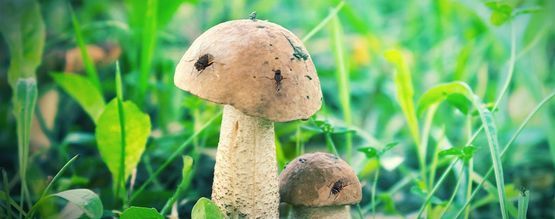 How To Protect Your Magic Mushroom Grow From Mushroom Flies