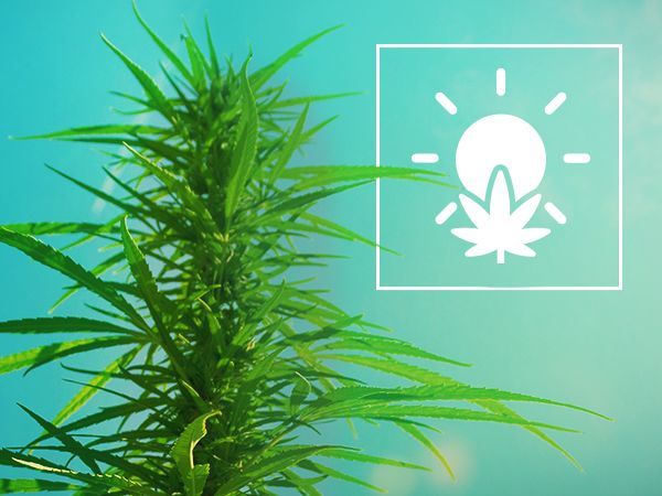 How To Grow Your First Cannabis Plant In 10 Steps - Zamnesia Blog