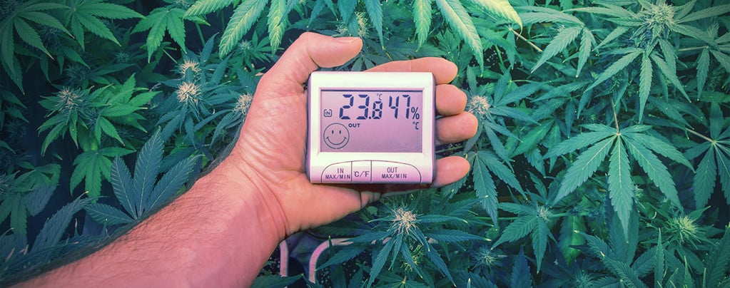 Temperaturas para vaporizar cannabis- Alchimia Grow Shop