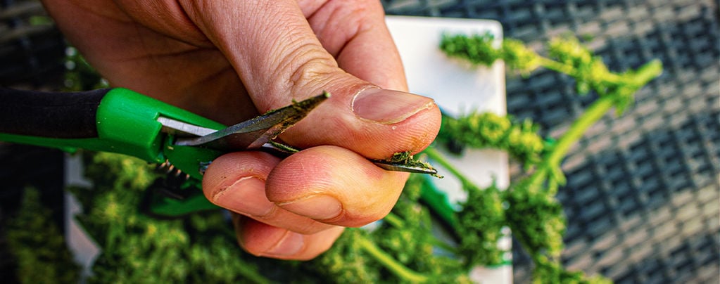5 Best Cannabis Trimming Scissors 2024