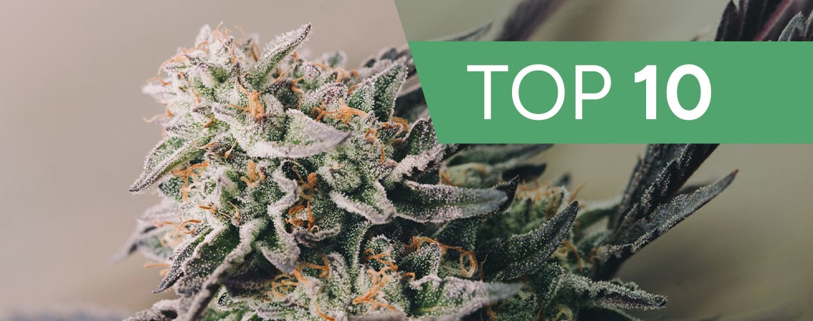 Top 8 Growing Gadgets That Will Help Improve Your Cannabis Garden