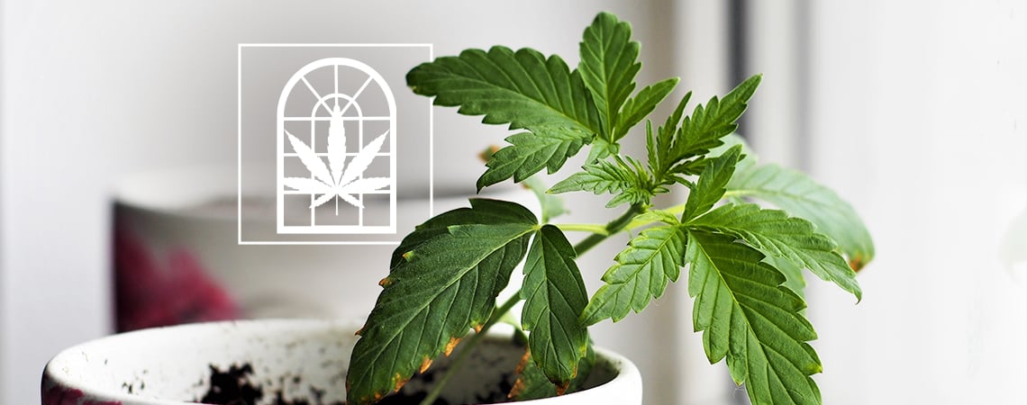 Growing Cannabis On Your Windowsill