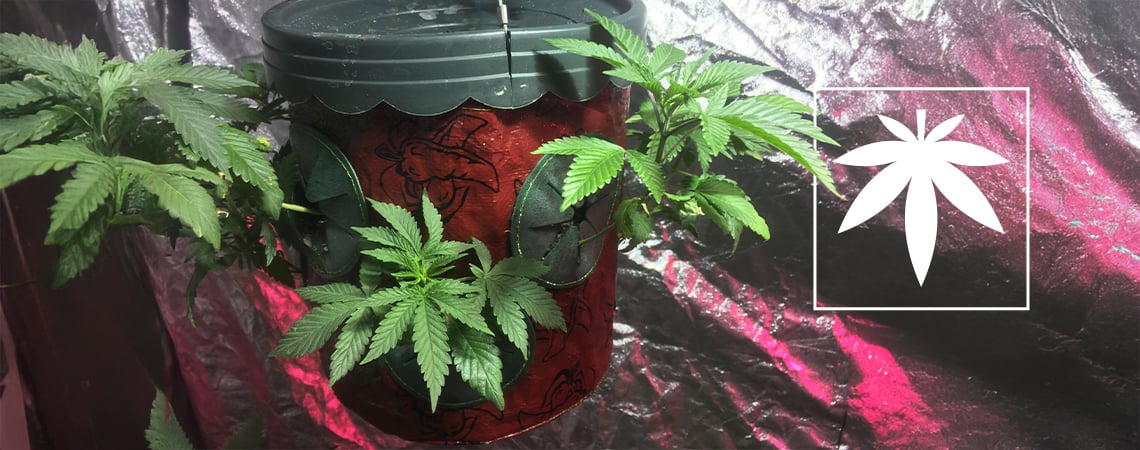 Growing Cannabis Upside Down