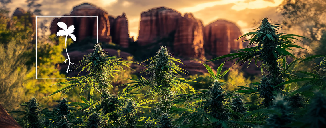 What Are the Best Strains to Grow in Arizona?