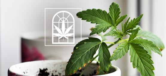 Growing Cannabis On Your Windowsill