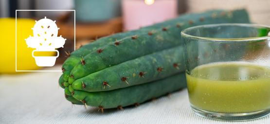 How To Make San Pedro Tea