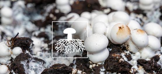 Mycelium: The Key To A Sustainable Future?