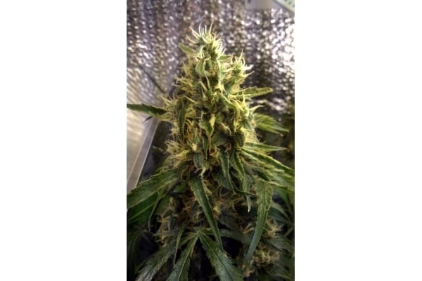 Power Flower Royal Queen Seeds Cannabis Seeds Zamnesia