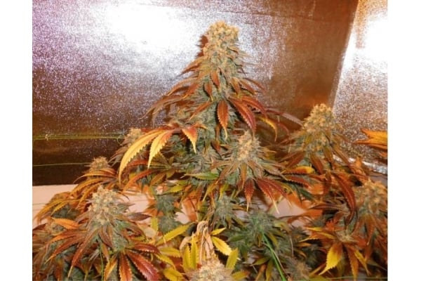 Royal Moby (Royal Queen Seeds) feminized Royal Moby (Royal Queen Seeds) feminized