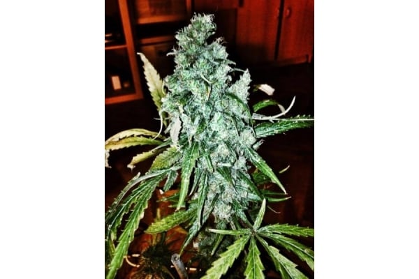 Royal Moby (Royal Queen Seeds) feminized Royal Moby (Royal Queen Seeds) feminized