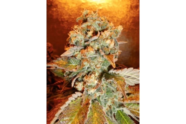 Royal Moby (Royal Queen Seeds) feminized Royal Moby (Royal Queen Seeds) feminized