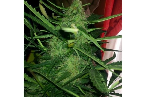 Royal Critical Autoflower (Royal Queen Seeds) feminized Royal Critical Autoflower (Royal Queen Seeds) feminized