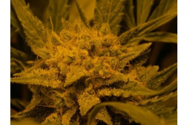 Royal Critical Autoflower (Royal Queen Seeds) feminized Royal Critical Autoflower (Royal Queen Seeds) feminized