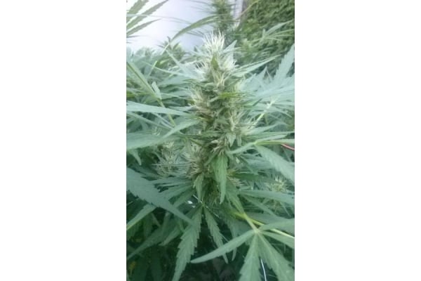 Royal Critical Autoflower (Royal Queen Seeds) feminized Royal Critical Autoflower (Royal Queen Seeds) feminized