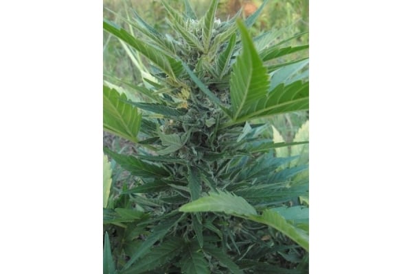Royal Critical Autoflower (Royal Queen Seeds) feminized Royal Critical Autoflower (Royal Queen Seeds) feminized