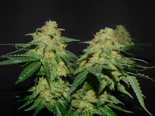 Spliff's Strawberry (Spliff Seeds) feminized Spliff's Strawberry (Spliff Seeds) feminized