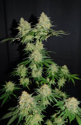 Spliff's Strawberry (Spliff Seeds) feminized Spliff's Strawberry (Spliff Seeds) feminized