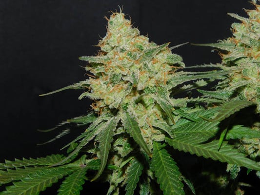 Spliff's Strawberry (Spliff Seeds) feminized Spliff's Strawberry (Spliff Seeds) feminized